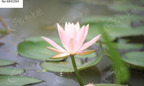黄芪与当归喝功效有什么区别网 | 黄芪和当归有什么功效,黄芪和当归有什么区别