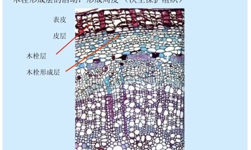 黄芪与当归喝功效有什么区别网 | 黄芪和当归有什么功效,黄芪和当归有什么区别